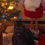 Raven joined the competition — help win amazing prizes! animal, cat, christmas_decorations, christmas_tree, cozy, decor, festive, furniture, gnome, holiday, indoor, lights, ornaments, pet, sitting, snowman_decoration, soft_lighting, striped_legs, tabby_cat, warm_tones