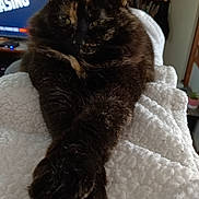 Molly Sue is registered to the contest to win money with this photo: animal, cat, closeup, cozy, domestic, feline, fluffy, furniture, home, indoor, living_room, paws, pet, relaxed, resting, screen, television, texture, tortoiseshell_cat, white_blanket