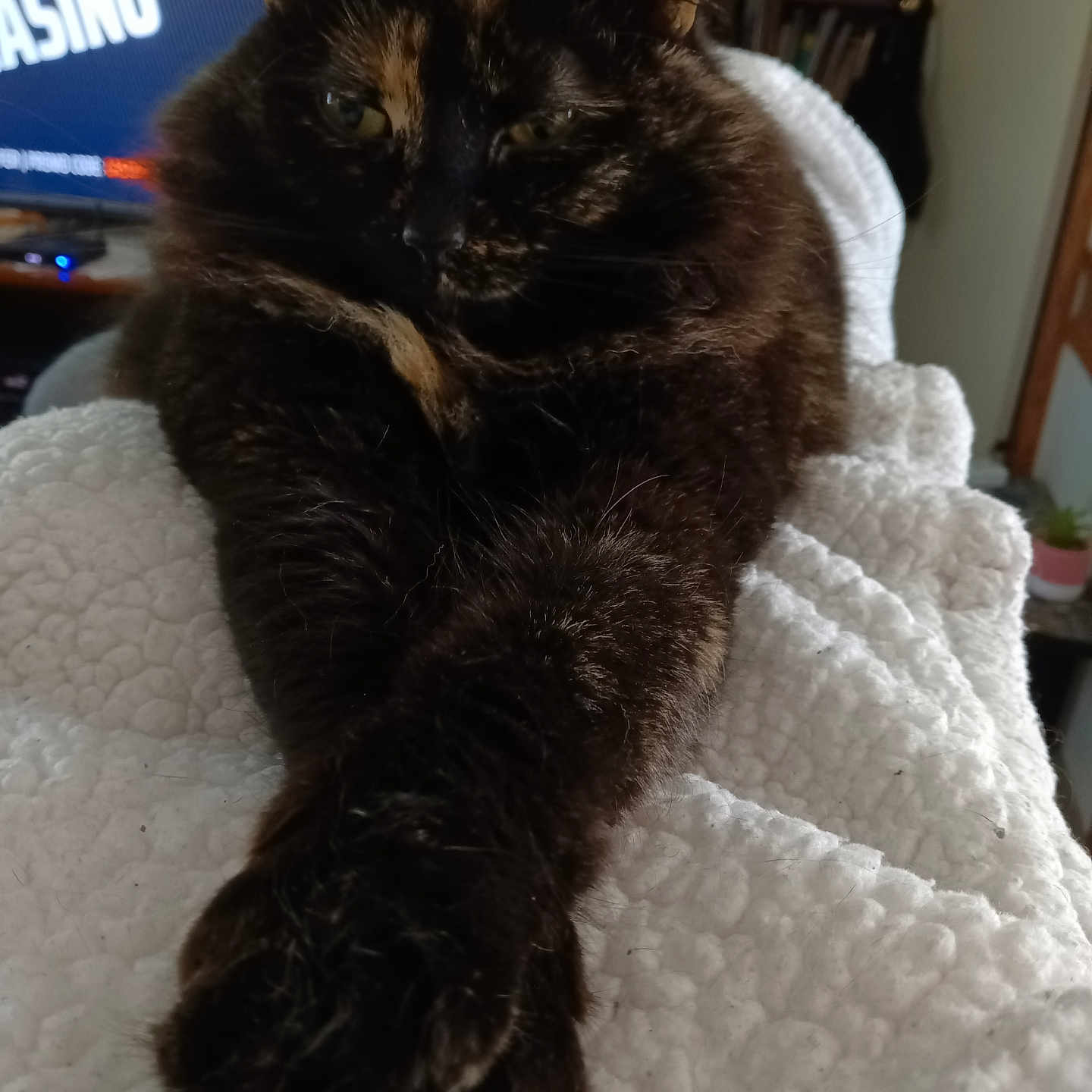 Molly Sue