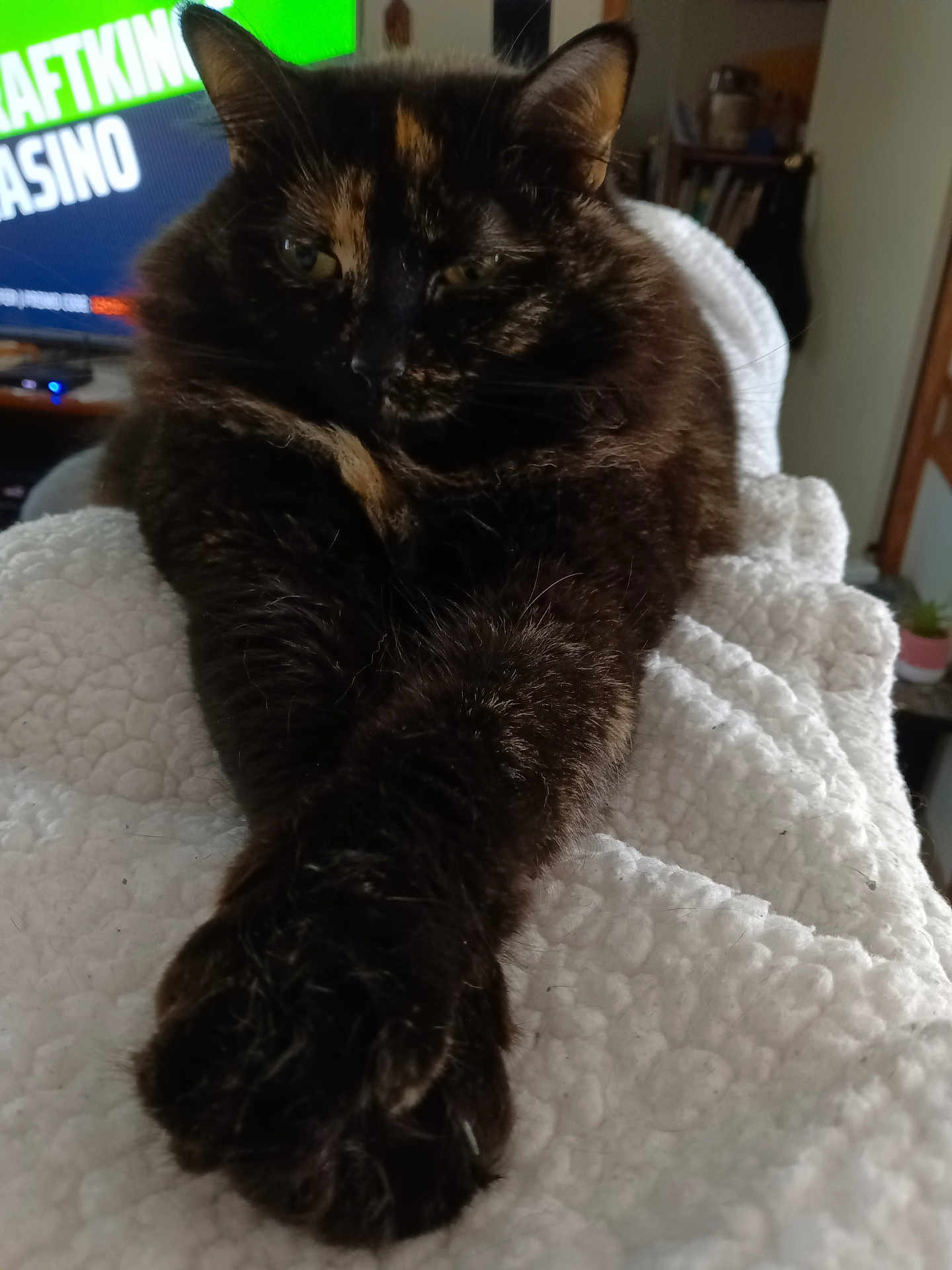 Molly Sue
