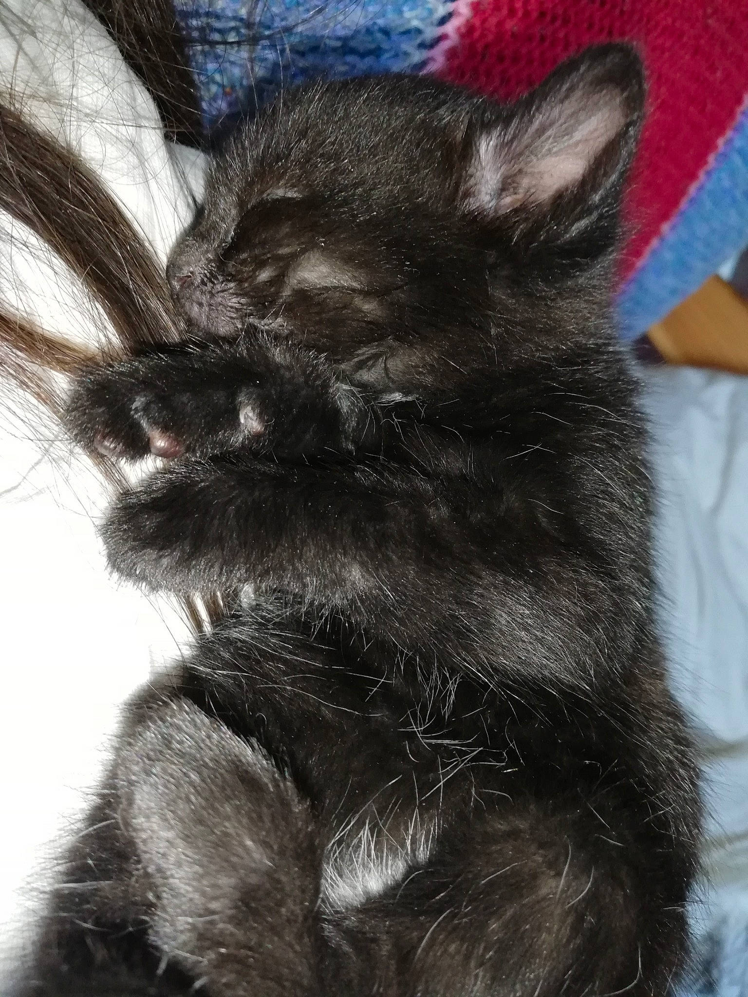 Kitty a rejoint le concours — aidez-le/la à gagner de superbes lots ! carnivore, cat, claw, comfort, dog_breed, domestic_short_haired_cat, felidae, foot, fur, human_leg, monochrome, monochrome_photography, paw, small_to_medium_sized_cats, snout, tail, terrestrial_animal, whiskers