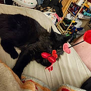 Shilo is registered to the contest to win money with this photo: black_cat, cat, pet, animal, bed, blanket, toy, heart_shaped_toy, indoor, furniture, shelf, clutter, playful, paw, lying_down, fur, cozy, household, room, relaxing