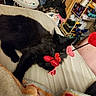 black_cat, cat, pet, animal, bed, blanket, toy, heart_shaped_toy, indoor, furniture, shelf, clutter, playful, paw, lying_down, fur, cozy, household, room, relaxing