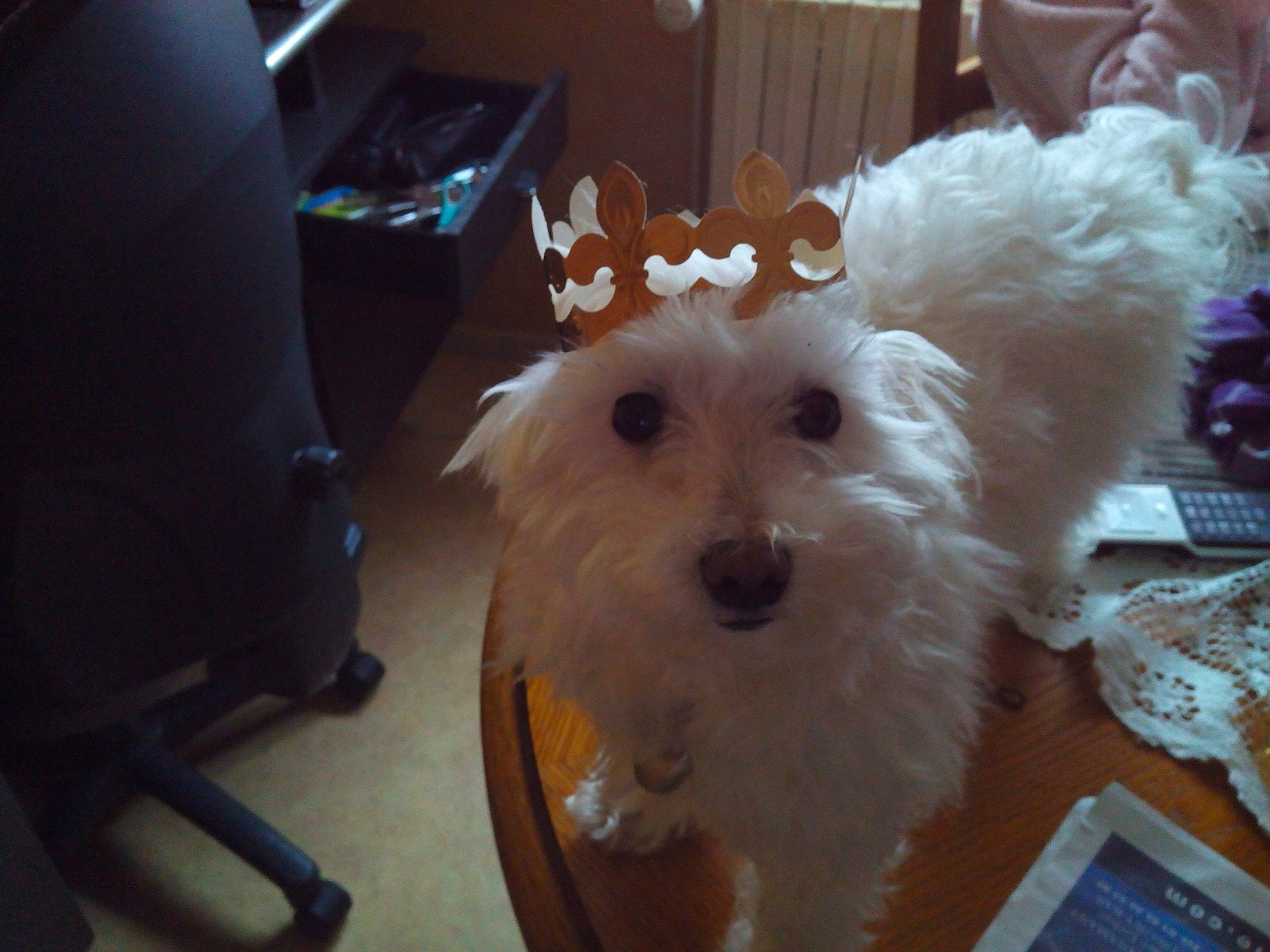 Tchotcho participe au concours pour gagner de l'argent avec cette photo : bichon, carnivore, companion_dog, dog, dog_breed, dog_supply, event, fawn, flooring, fur, labradoodle, maltepoo, puppy, small_terrier, snout, terrier, toy_dog, wood, working_animal, yorkipoo