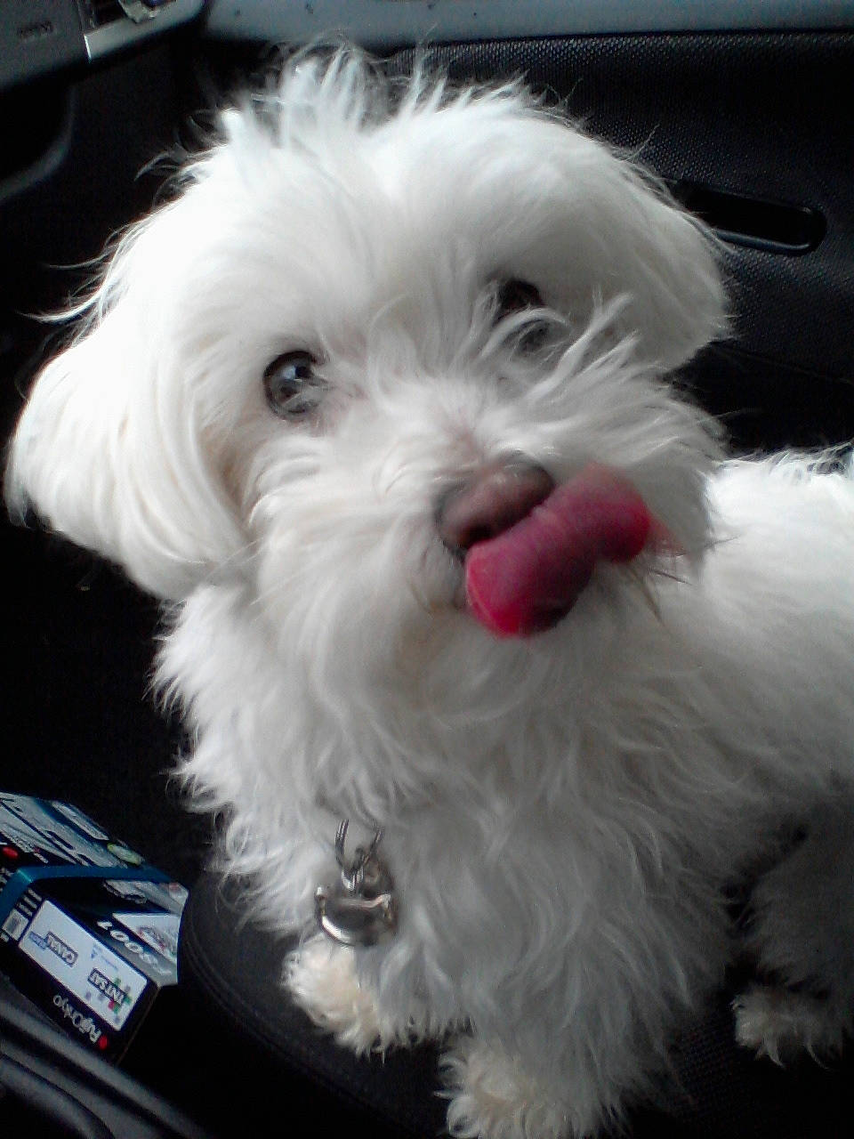 Tchotcho a rejoint le concours — aidez-le/la à gagner de superbes lots ! canidae, carnivore, cloud, companion_dog, dog, dog_breed, fur, maltepoo, non_sporting_group, plant, puppy, shih_poo, small_terrier, snout, sporting_group, terrier, toy_dog, water_dog, working_animal, yorkipoo