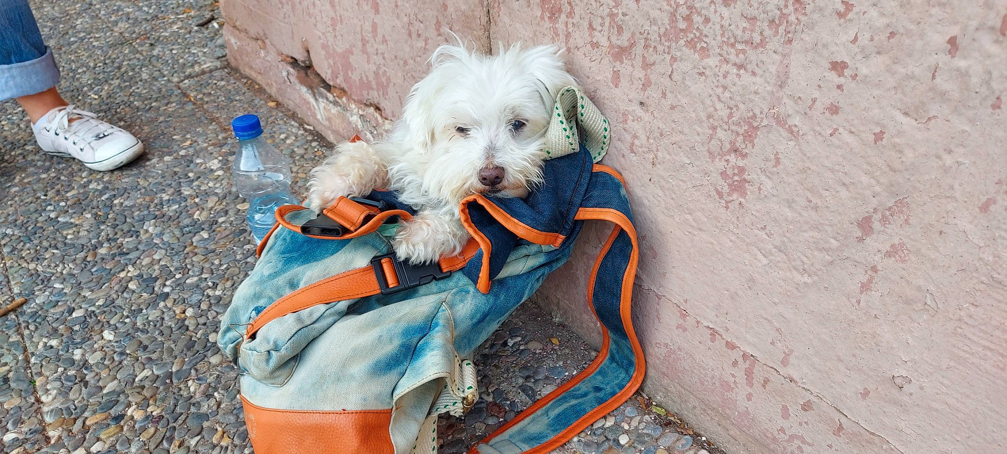 Tchotcho a rejoint le concours — aidez-le/la à gagner de superbes lots ! bottle, canidae, carnivore, collar, companion_dog, dog, dog_breed, dog_clothes, dog_collar, dog_supply, fashion_accessory, leash, pet_supply, plastic_bottle, small_terrier, sporting_group, terrier, toy_dog, water_bottle, working_animal