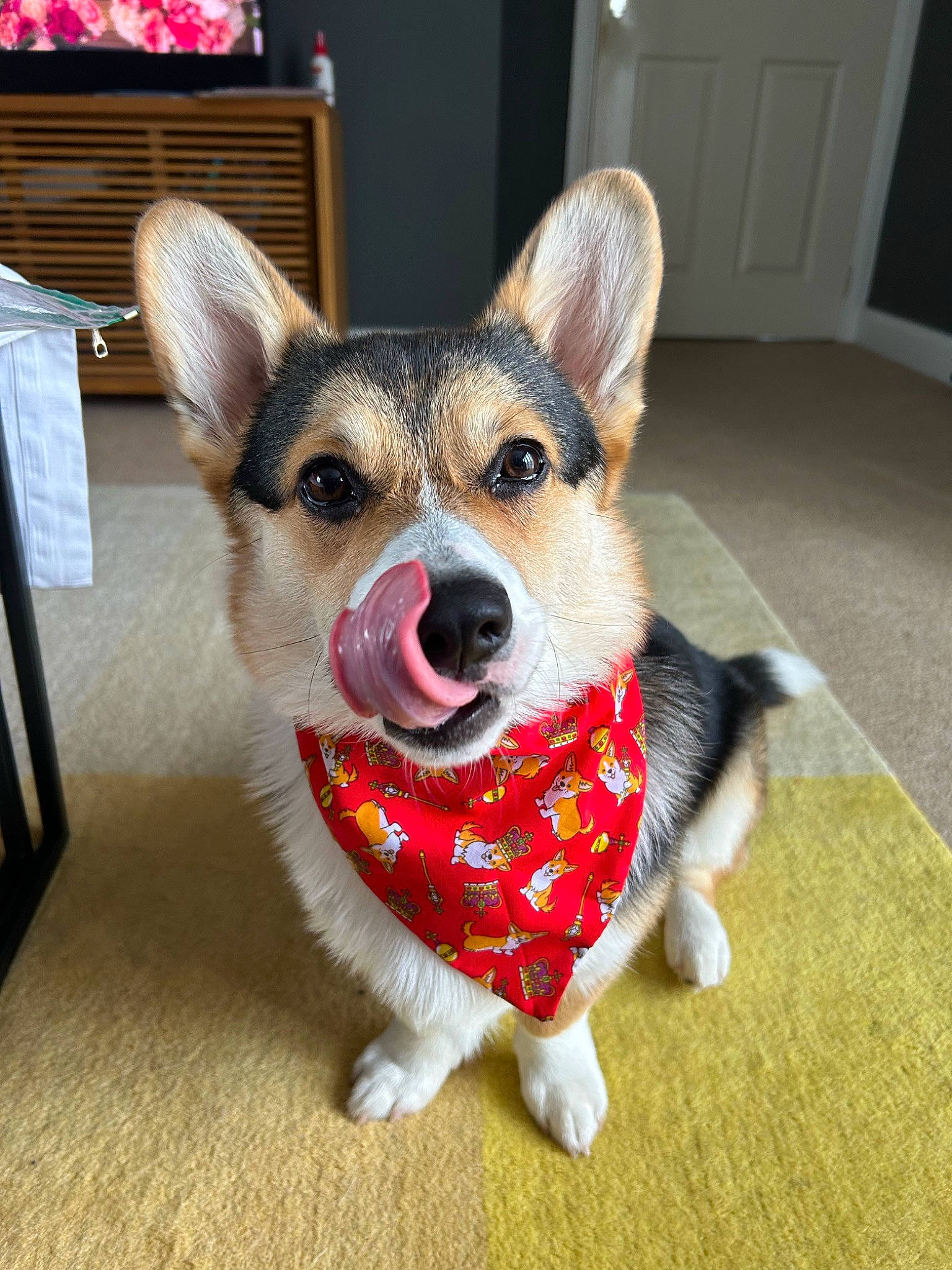 Dougie joined the competition — help win amazing prizes! canidae, carnivore, collar, companion_dog, dog, dog_breed, dog_supply, door, fawn, flooring, fur, paw, sporting_group, tail, terrestrial_animal, welsh_corgi, whiskers, window, working_animal, working_dog
