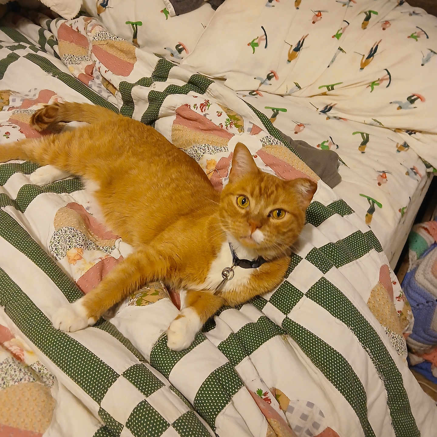 Bear joined the competition — help win amazing prizes! cat, orange_cat, tabby, pet, indoor, quilt, bed, pillow, feline, resting, cozy, domestic_animal, striped, white_paws, collar, curious_eyes, home_interior, blanket, comfort, relaxed