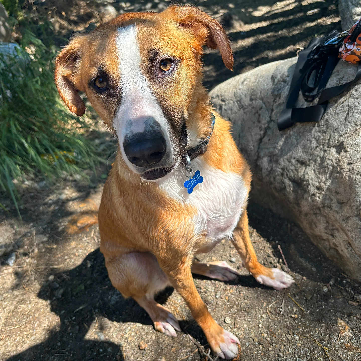 Oppie joined the competition — help win amazing prizes! accessories, animal, ball, canine, clothing, dog, football, footwear, hound, outdoors, pet, puppy, rock, shoe, sneaker, soccer, soccerball, soil, sport, strap