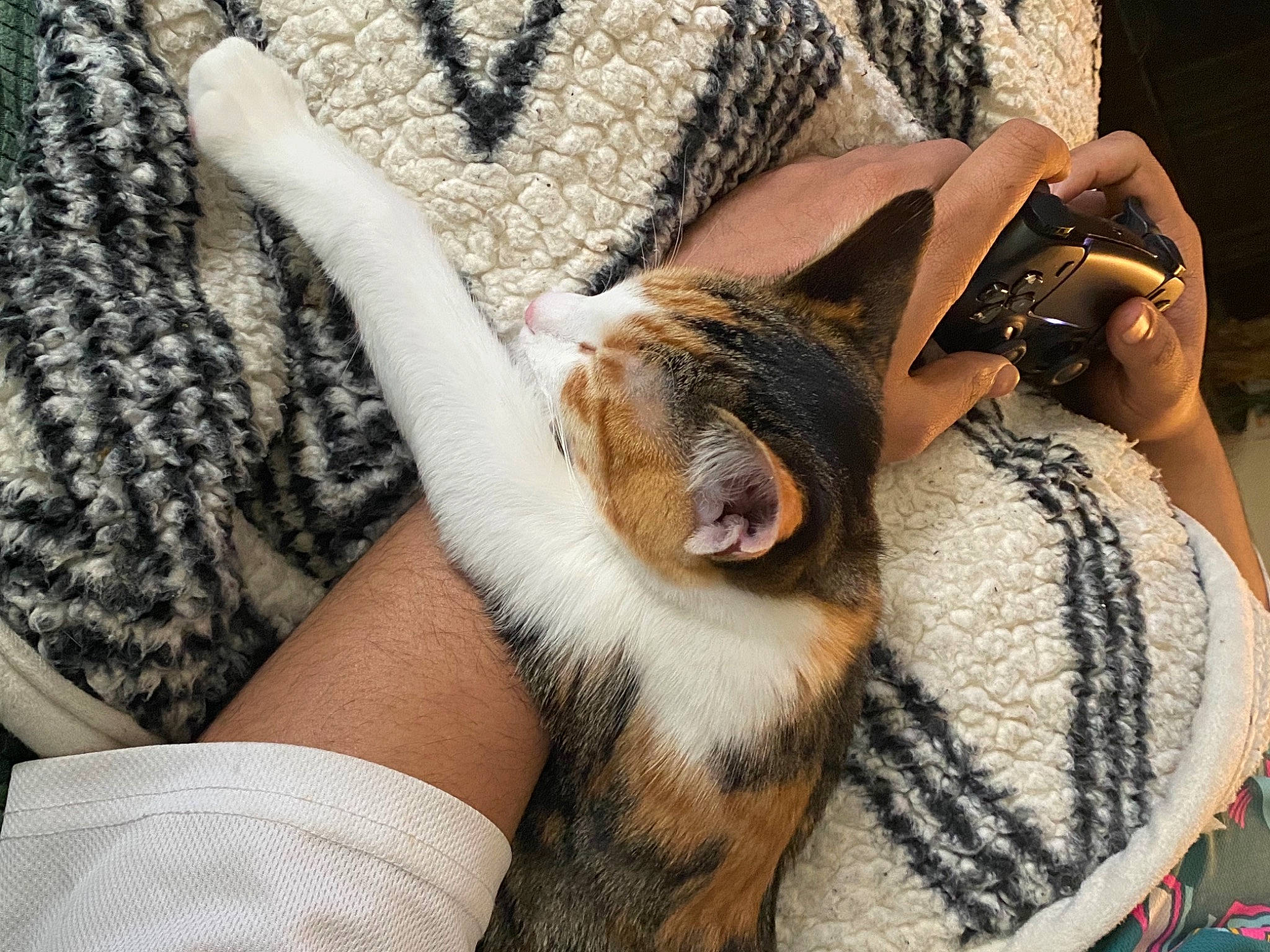 Alura is registered to the contest to win money with this photo: beard, black_hair, carnivore, cat, comfort, couch, eye, eyewear, fawn, felidae, finger, gesture, hand, lap, nail, small_to_medium_sized_cats, textile, thigh, tree, whiskers