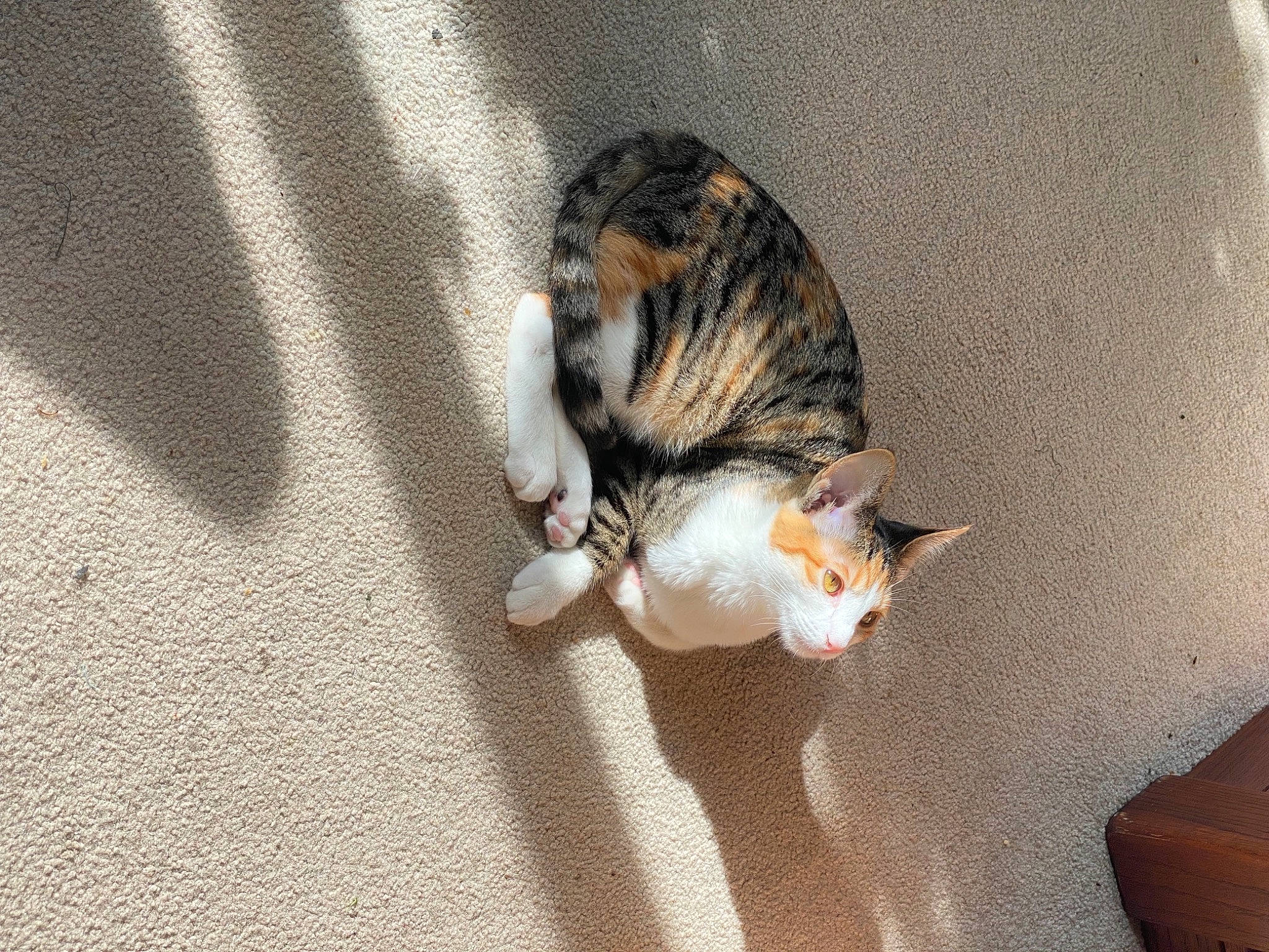 Alura joined the competition — help win amazing prizes! canidae, carnivore, cat, claw, comfort, dog_breed, domestic_short_haired_cat, fawn, felidae, fur, paw, small_to_medium_sized_cats, snout, sporting_group, tail, terrestrial_animal, whiskers, wildlife, window, wood