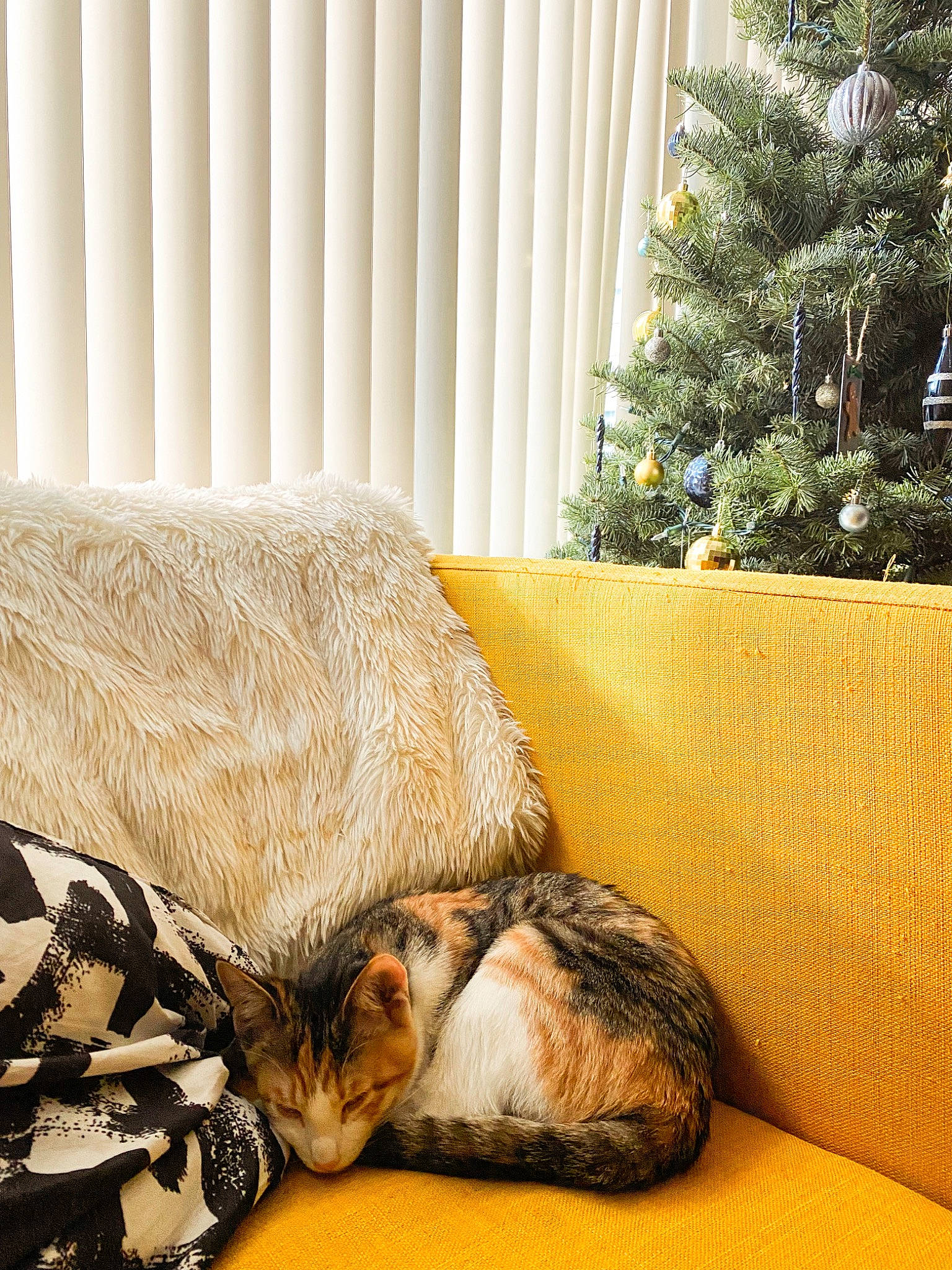 Alura joined the competition — help win amazing prizes! carnivore, cat, christmas_tree, comfort, couch, domestic_short_haired_cat, event, fawn, felidae, flooring, interior_design, linens, living_room, ornament, room, small_to_medium_sized_cats, tail, whiskers, window, wood