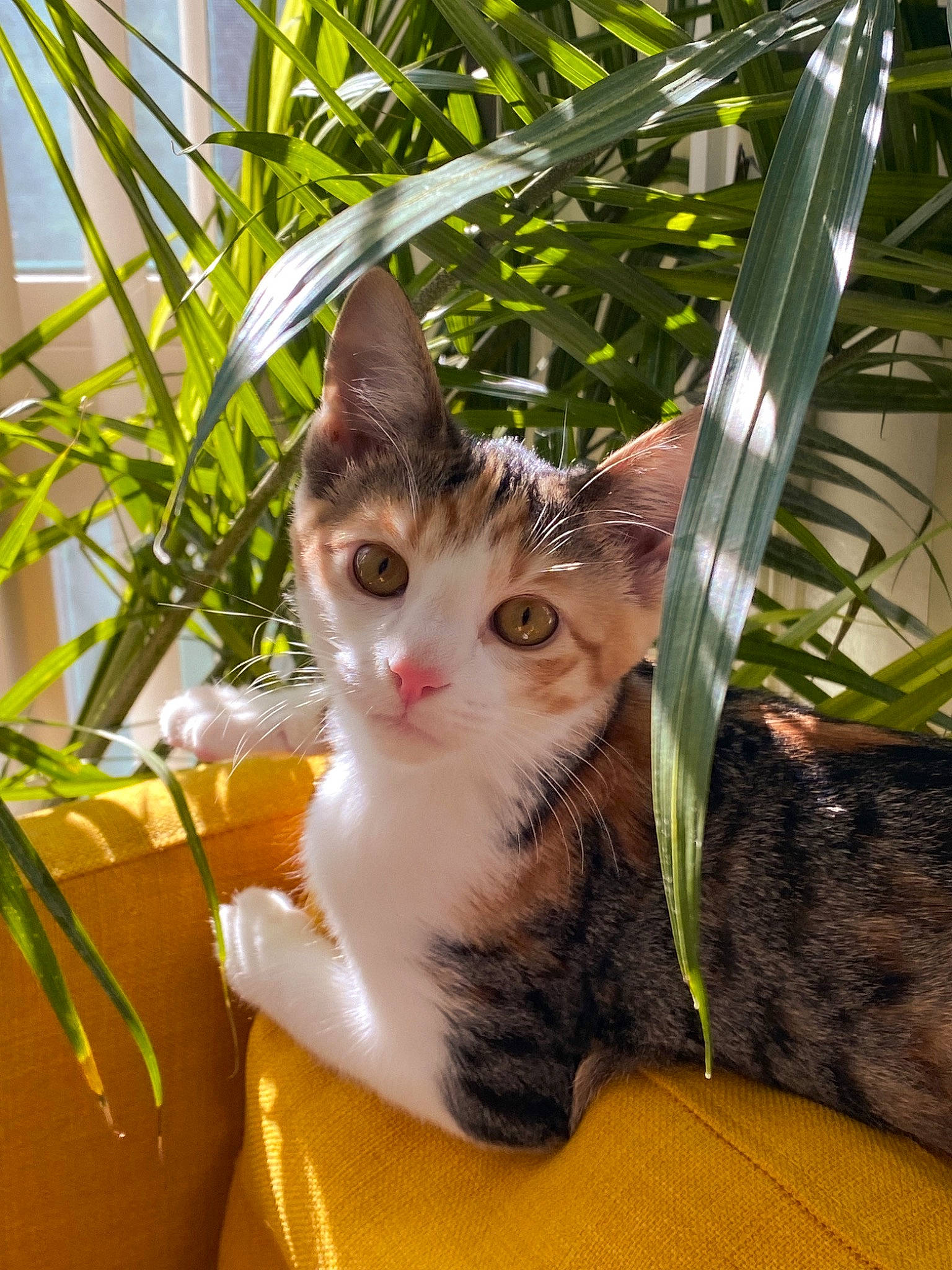 Alura is registered to the contest to win money with this photo: carnivore, cat, cat_furniture, domestic_short_haired_cat, eye, fawn, felidae, flowerpot, fur, grass, houseplant, paw, pet_supply, plant, small_to_medium_sized_cats, snout, tail, tree, whiskers, wood