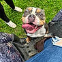 Jello is registered to the contest to win money with this photo: dog, grass, outdoor, happy, tongue_out, person, jeans, ripped_jeans, shoes, boots, vehicle_floor, black_pants, casual_shoes, brown_dog, white_dog, short_hair, pet, playing, excited, looking_up