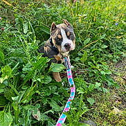 Jello is registered to the contest to win money with this photo: puppy, dog, leash, greenery, plants, grass, outdoor, nature, young_dog, ears, collar, curious, sitting, sunlight, closeup, pet, animal, summer, ground, flora