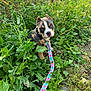 animal, closeup, collar, curious, dog, ears, flora, grass, greenery, ground, leash, nature, outdoor, pet, plants, puppy, sitting, summer, sunlight, young_dog