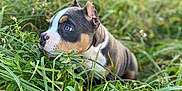 Jello joined the competition — help win amazing prizes! puppy, dog, grass, greenery, outdoor, nature, young, animal, pet, blue_eyes, fur, cute, curious, close_up, focus, snout, ears, field, daylight, background_blur