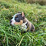 animal, background_blur, blue_eyes, close_up, curious, cute, daylight, dog, ears, field, focus, fur, grass, greenery, nature, outdoor, pet, puppy, snout, young