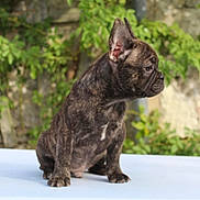 Aldo participe au concours pour gagner de l'argent avec cette photo : dog, french_bulldog, puppy, brindle, wrinkled, bat_ears, sitting, outdoor, garden, portrait, pet, animal, canine, short_coat, serious_expression, side_profile, platform, greenery, nature, photography