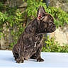 dog, french_bulldog, puppy, brindle, wrinkled, bat_ears, sitting, outdoor, garden, portrait, pet, animal, canine, short_coat, serious_expression, side_profile, platform, greenery, nature, photography