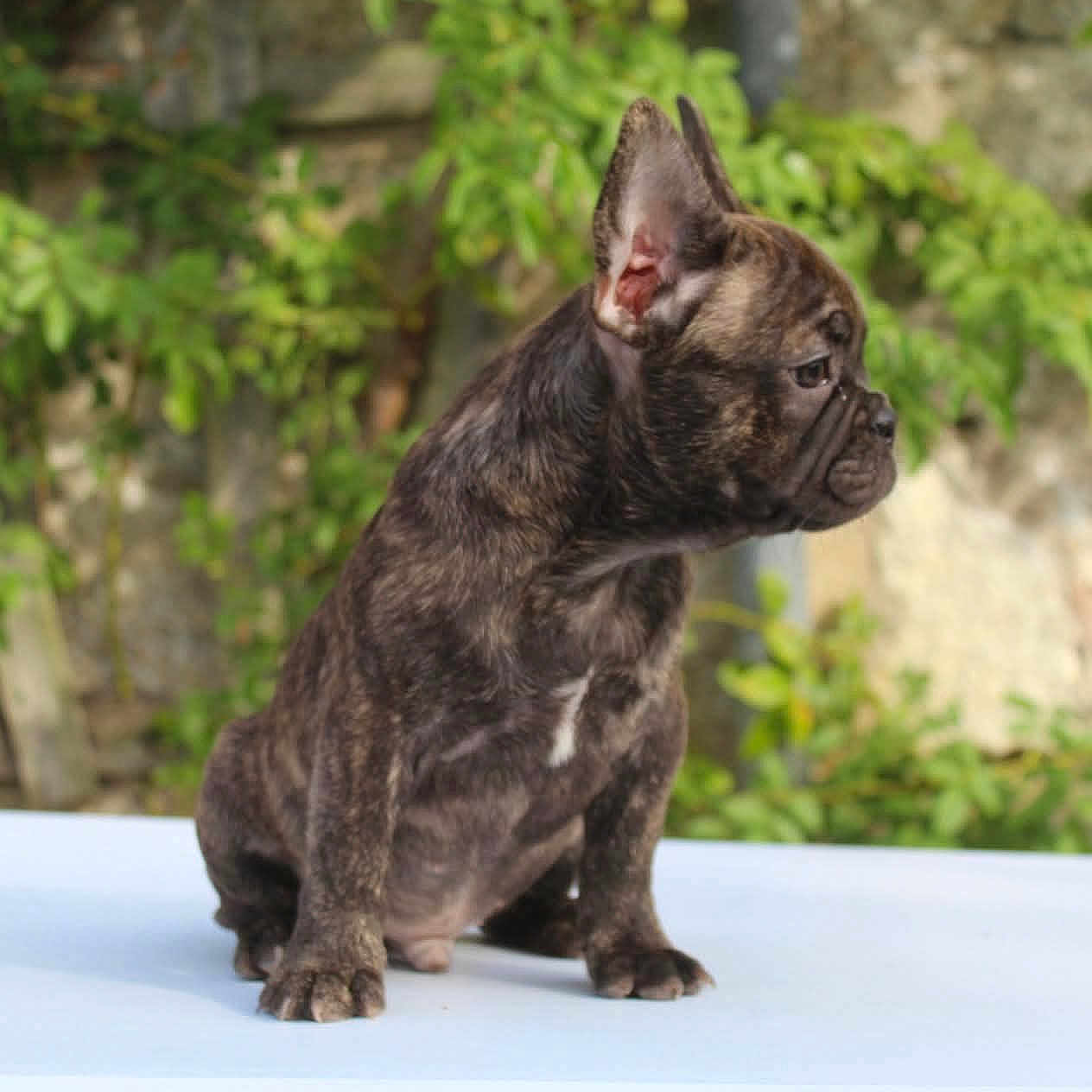 Aldo participe au concours pour gagner de l'argent avec cette photo : dog, french_bulldog, puppy, brindle, wrinkled, bat_ears, sitting, outdoor, garden, portrait, pet, animal, canine, short_coat, serious_expression, side_profile, platform, greenery, nature, photography