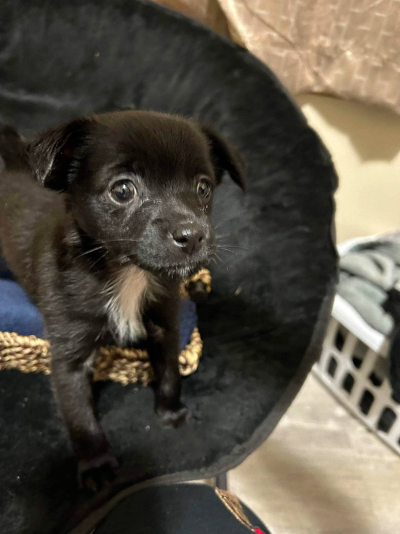 Peanut joined the competition — help win amazing prizes! borador, canidae, carnivore, claw, companion_dog, corgi_chihuahua, dog, dog_breed, fur, liver, paw, puppy, sporting_group, terrestrial_animal, toy_dog, whiskers, working_animal