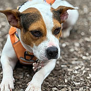 June is registered to the contest to win money with this photo: dog, canine, pet, close_up, orange_harness, wood_chips, outdoor, animal, ears, paws, brown_and_white, focused, laying_down, nature, fur, snout, leash_attachment, companion, alert, calm