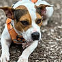 dog, canine, pet, close_up, orange_harness, wood_chips, outdoor, animal, ears, paws, brown_and_white, focused, laying_down, nature, fur, snout, leash_attachment, companion, alert, calm