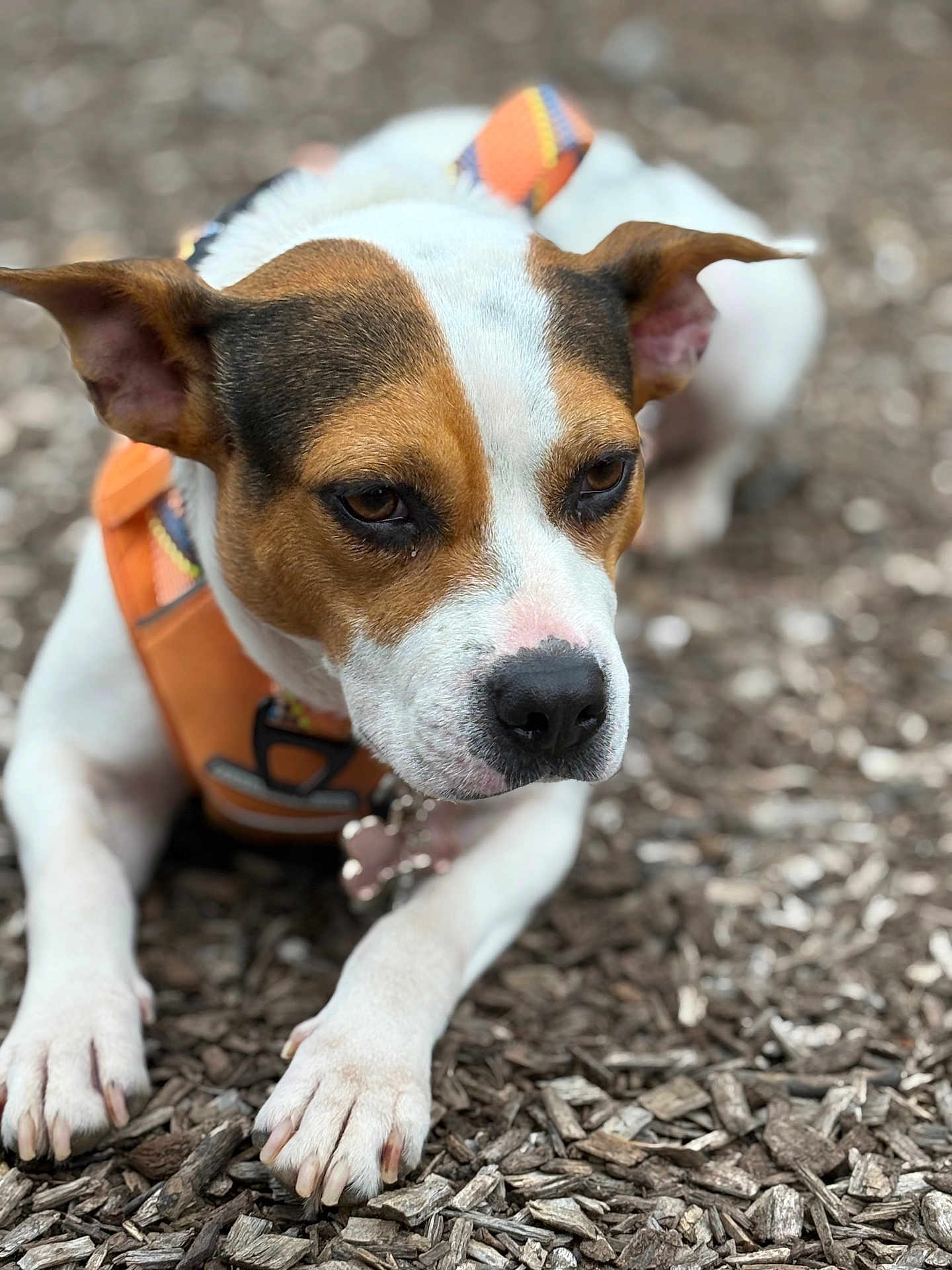 June is registered to the contest to win money with this photo: dog, canine, pet, close_up, orange_harness, wood_chips, outdoor, animal, ears, paws, brown_and_white, focused, laying_down, nature, fur, snout, leash_attachment, companion, alert, calm