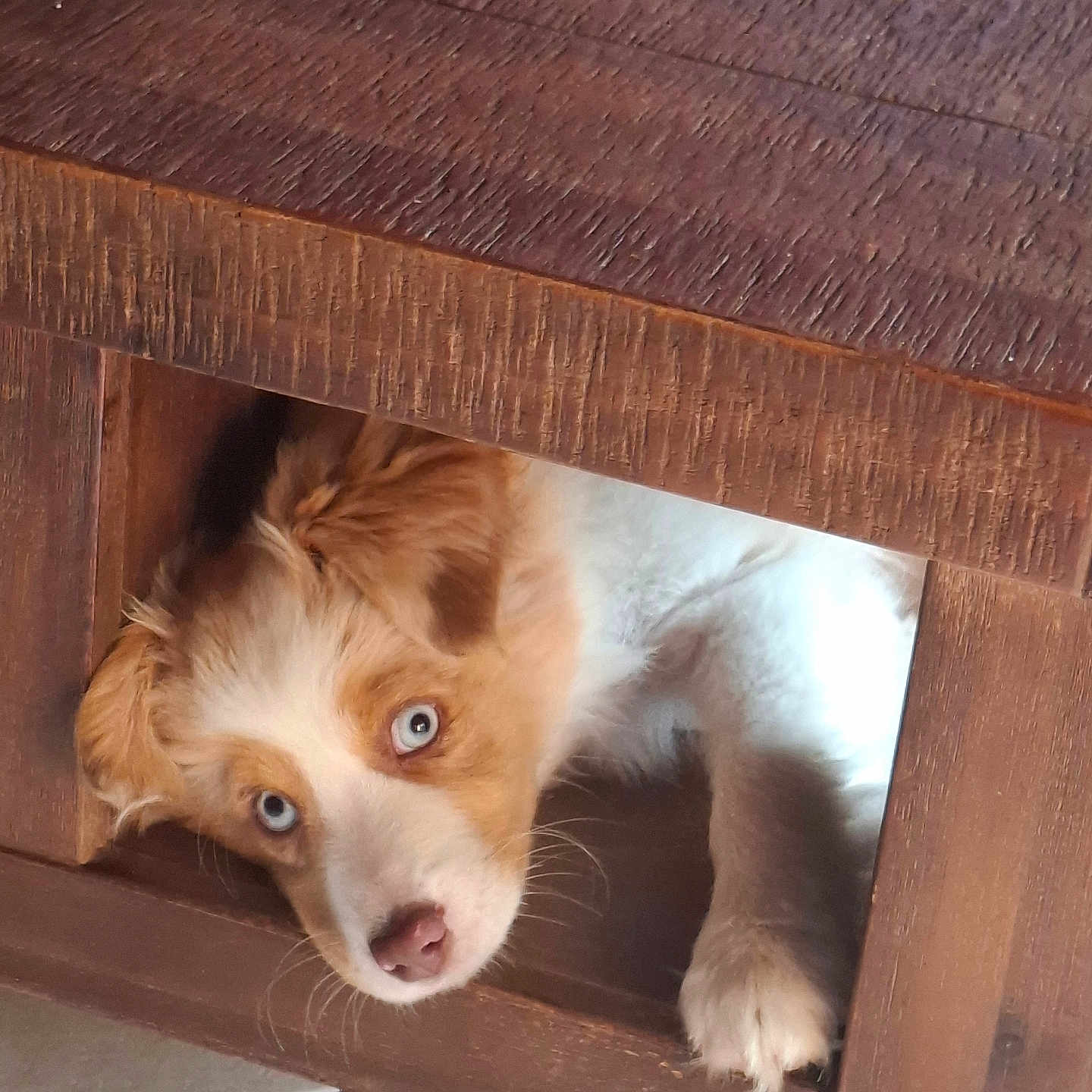 Alma participe au concours pour gagner de l'argent avec cette photo : animal, canine, cockerspaniel, den, dog, doghouse, drawer, furniture, goldenretriever, hardwood, hound, husky, indoors, kennel, pet, plywood, puppy, stainedwood, table, wood
