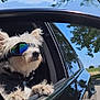 Vito is registered to the contest to win money with this photo: dog, car, sunglasses, side_mirror, window, outdoor, sunny, tree, reflection, pet, canine, road_trip, travel, animal, fluffy, daytime, park, nature, fun, adventure