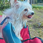 Vito is registered to the contest to win money with this photo: dog, white_dog, fluffy_dog, outdoor, nature, trees, grass, camping_chair, red_chair, water_dispenser, pet, happy, tongue_out, sunny, daylight, forest, canine, animal, closeup, leisure