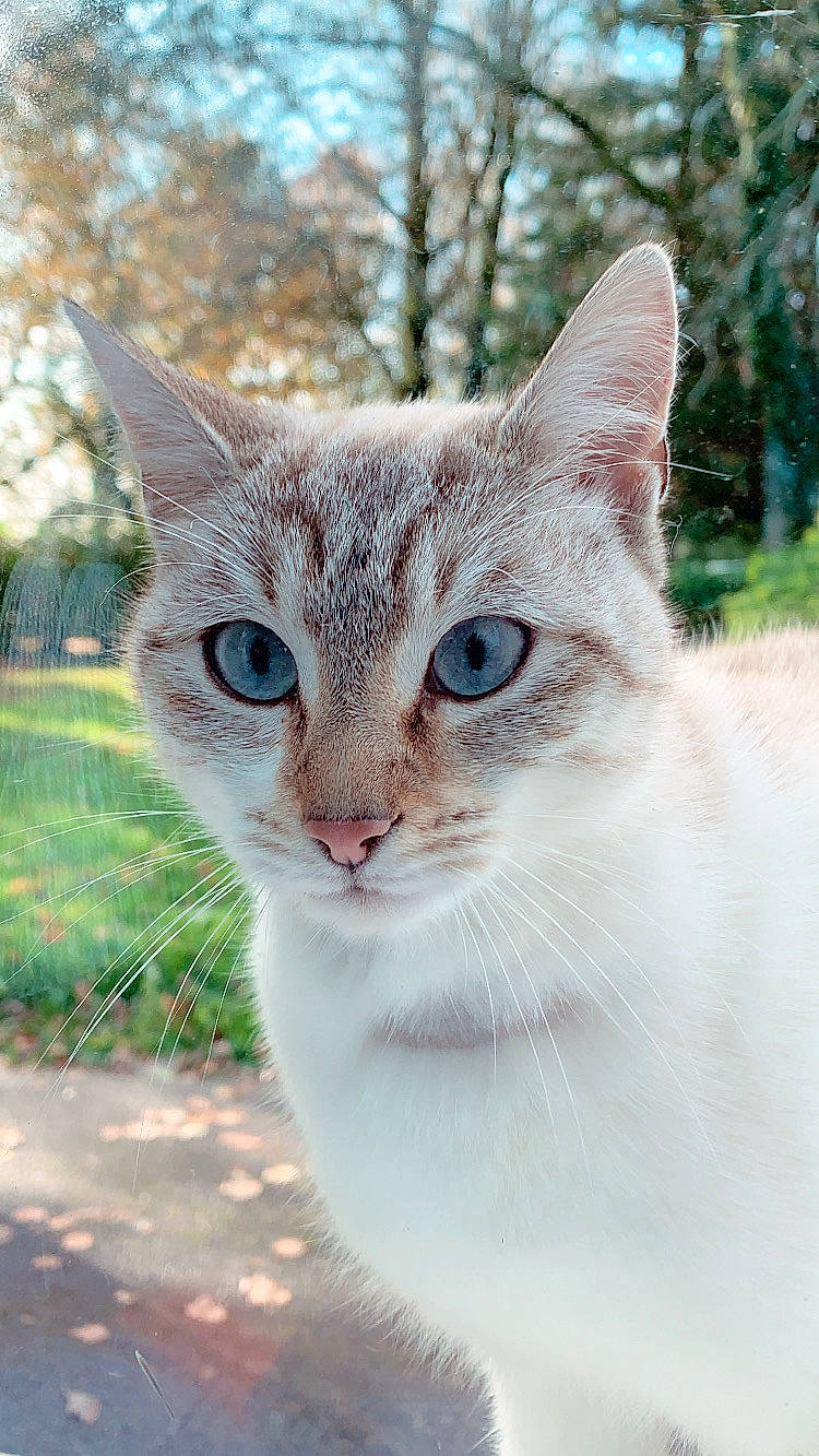 Champagne a rejoint le concours — aidez-le/la à gagner de superbes lots ! carnivore, cat, close_up, collar, daytime, domestic_short_haired_cat, eye, fawn, felidae, fur, grass, head, human_body, iris, plant, small_to_medium_sized_cats, snout, tail, tree, whiskers