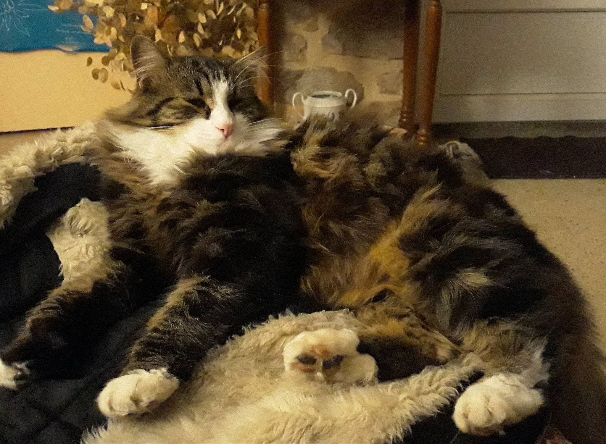 Ghizmo participe au concours pour gagner de l'argent avec cette photo : british_longhair, carnivore, cat, claw, comfort, companion_dog, dog_breed, domestic_short_haired_cat, felidae, fur, lap, nap, paw, sleep, small_to_medium_sized_cats, snout, tail, terrestrial_animal, whiskers