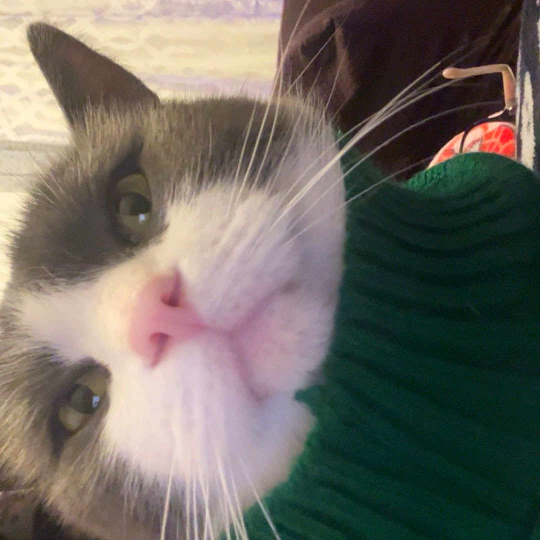 Taki Boy joined the competition — help win amazing prizes! animal, architecture, bed, bedroom, cat, chair, couch, cushion, face, furniture, head, homedecor, indoors, kitten, manx, person, pet, photography, portrait, room