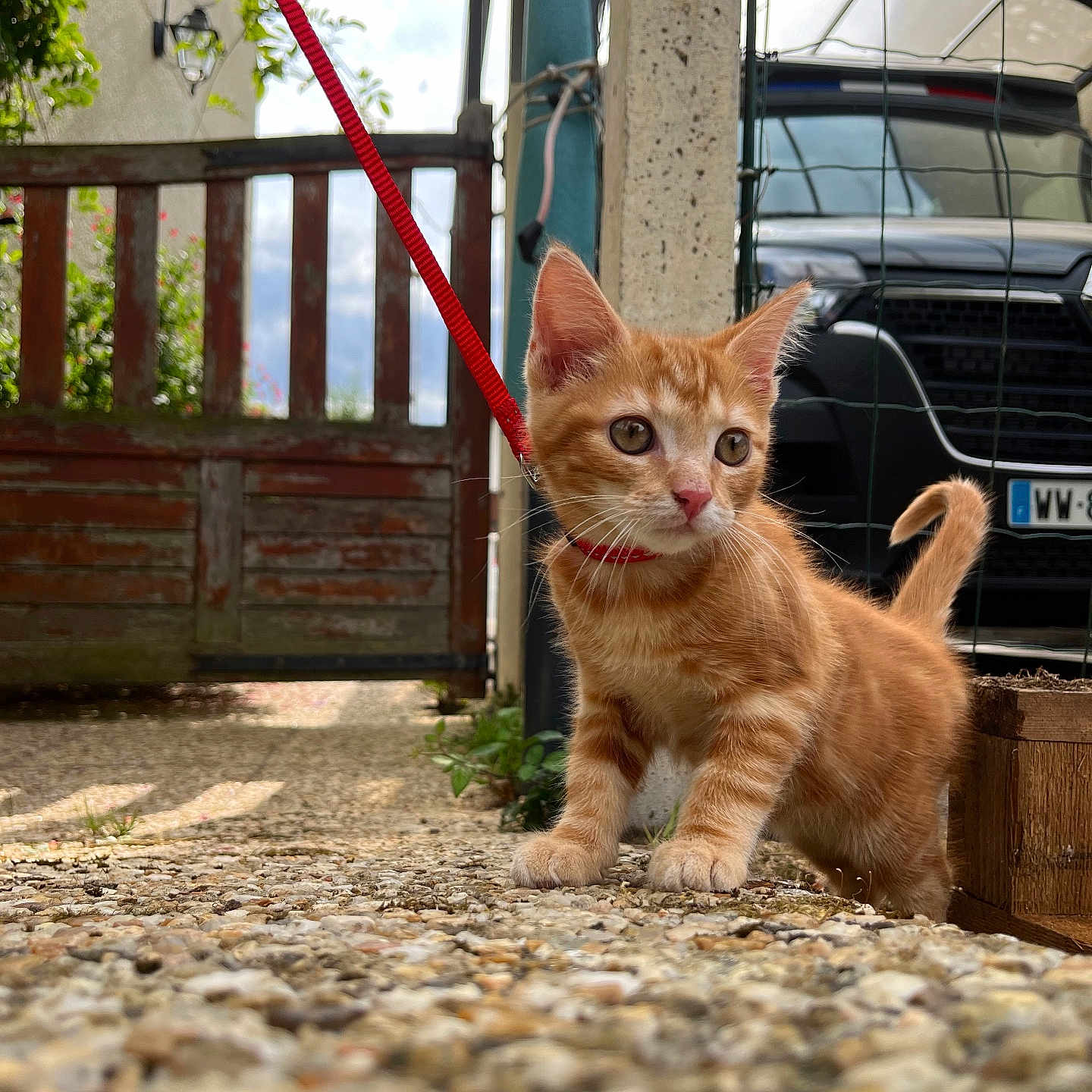 Omalley a rejoint le concours — aidez-le/la à gagner de superbes lots ! accessories, alloywheel, animal, architecture, building, car, carwheel, cat, kitten, leash, machine, manx, pet, road, spoke, strap, tire, transportation, vehicle, wheel