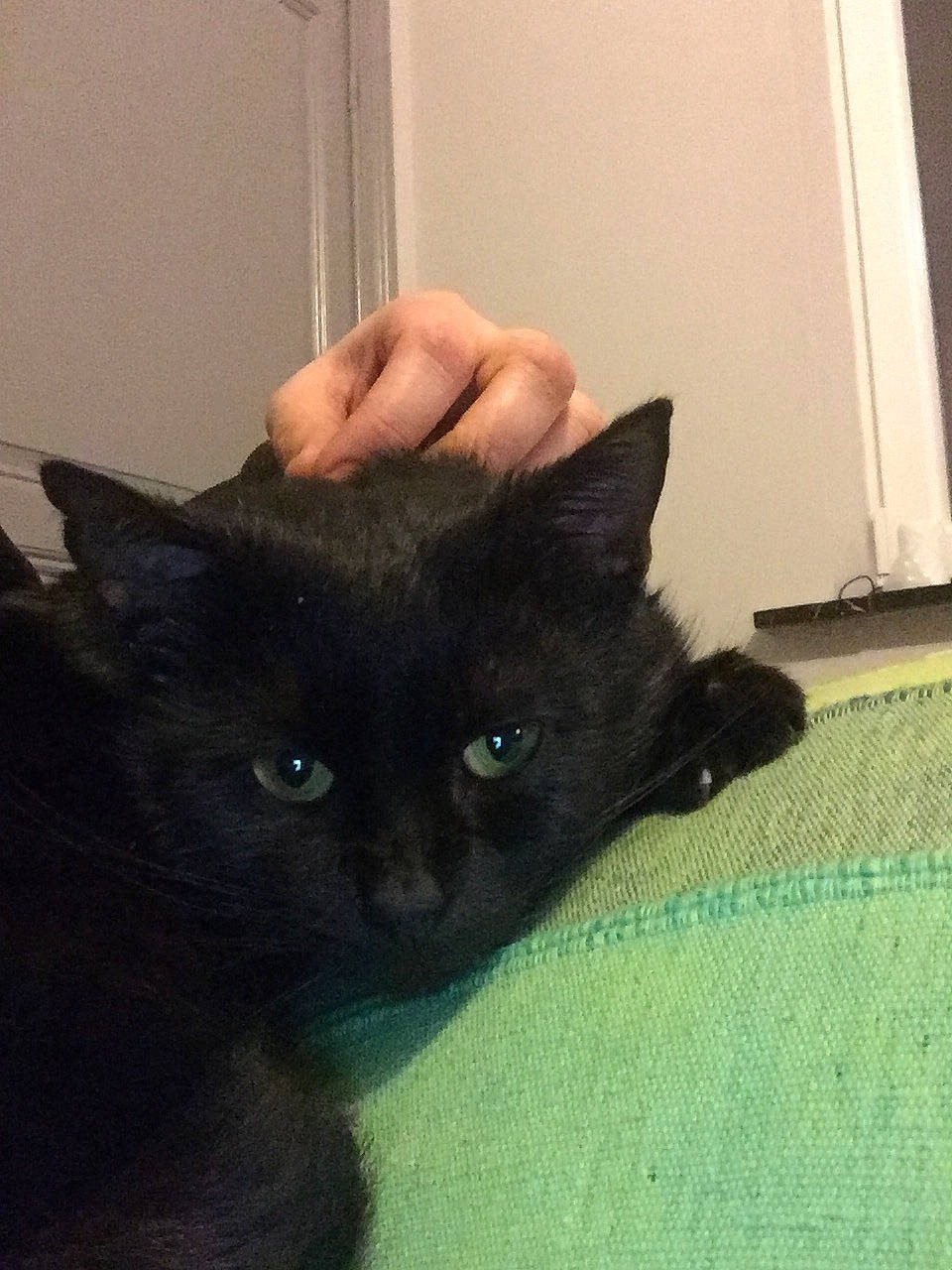 Pilou participe au concours pour gagner de l'argent avec cette photo : asian, black, black_cat, bombay, carnivore, cat, domestic_long_haired_cat, domestic_short_haired_cat, ear, eye, felidae, fur, iris, kitten, korat, mammal, nebelung, small_to_medium_sized_cats, vertebrate, whiskers