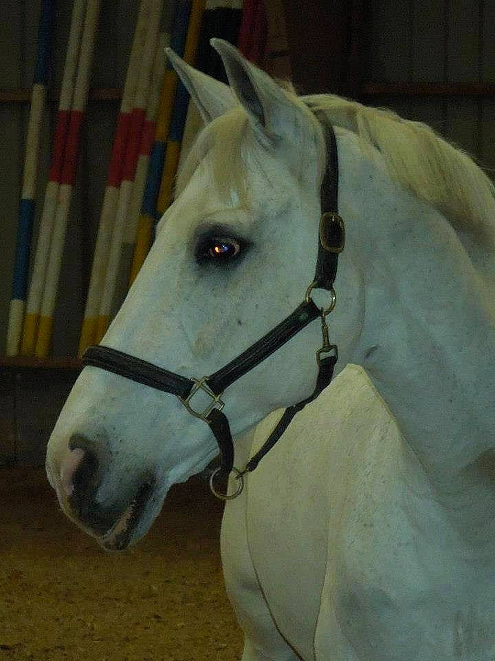 Napoléon participe au concours pour gagner de l'argent avec cette photo : bit, bridle, halter, horse, horse_harness, horse_supplies, horse_tack, mammal, mane, mare, rein, snout, stallion, vertebrate