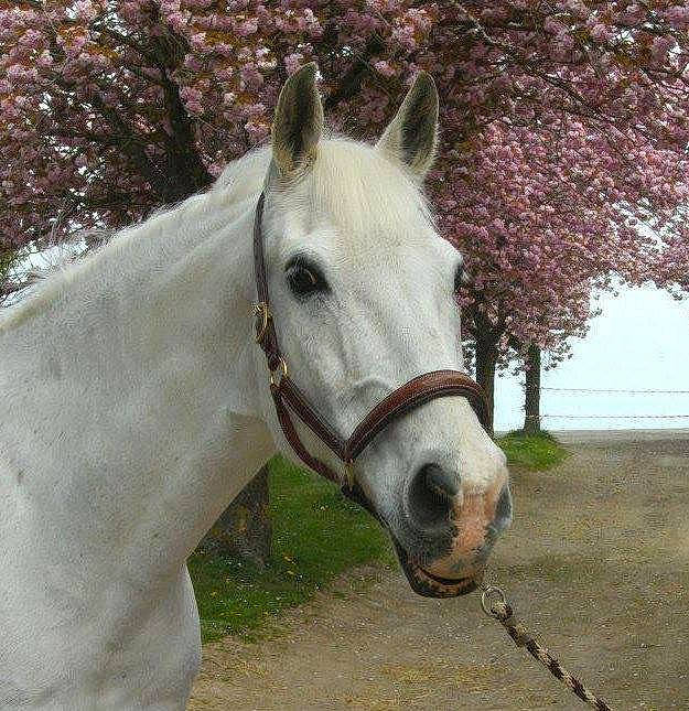 Napoléon a rejoint le concours — aidez-le/la à gagner de superbes lots ! bit, bridle, ear, halter, horse, horse_harness, horse_supplies, horse_tack, liver, livestock, mammal, mane, mare, mustang_horse, pack_animal, rein, snout, stallion, vertebrate