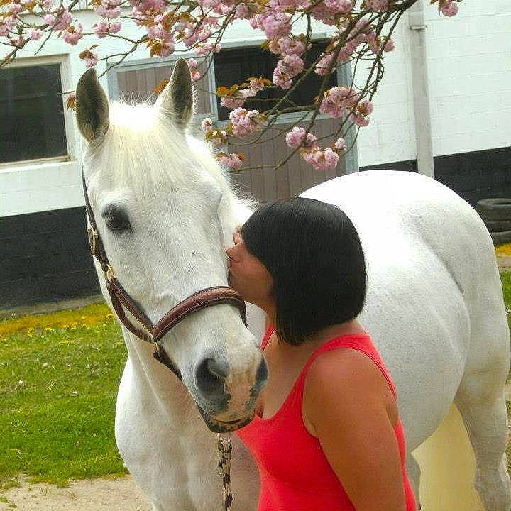 Napoléon participe au concours pour gagner de l'argent avec cette photo : bridle, halter, horse, horse_supplies, horse_tack, livestock, mammal, mane, mare, pack_animal, pony, snout, stallion, vertebrate