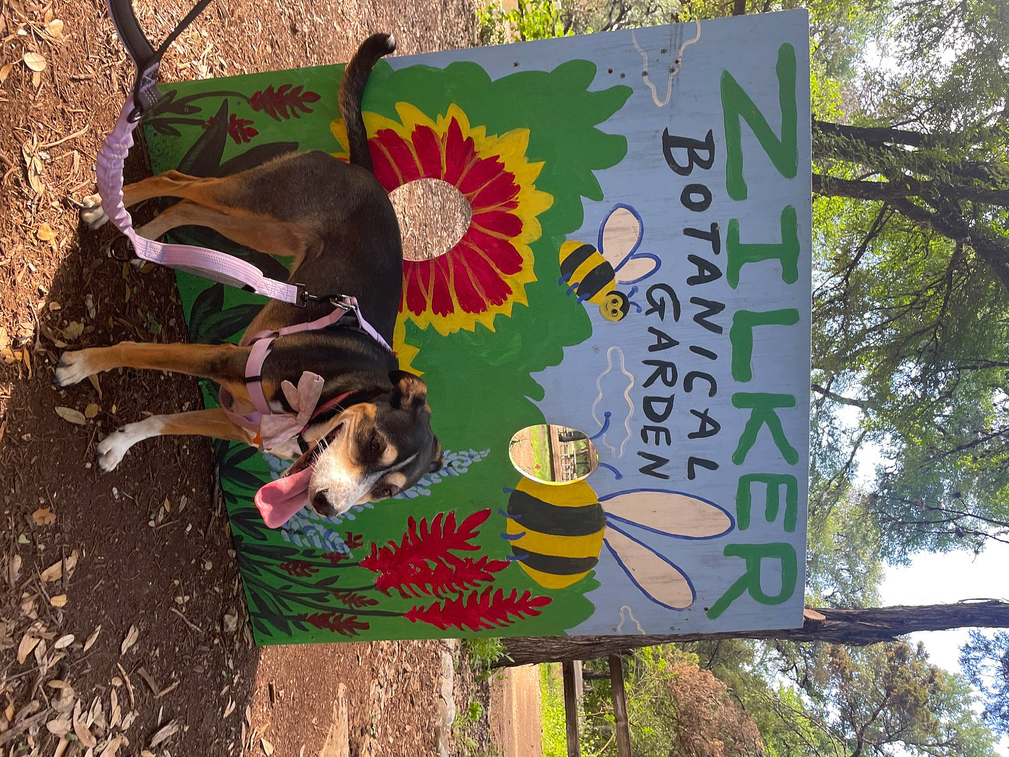 Dolly is registered to the contest to win money with this photo: adaptation, advertising, art, carnivore, companion_dog, dog, dog_breed, dog_supply, font, grass, green, jungle, leisure, organism, plant, signage, sky, soil, tree, working_animal