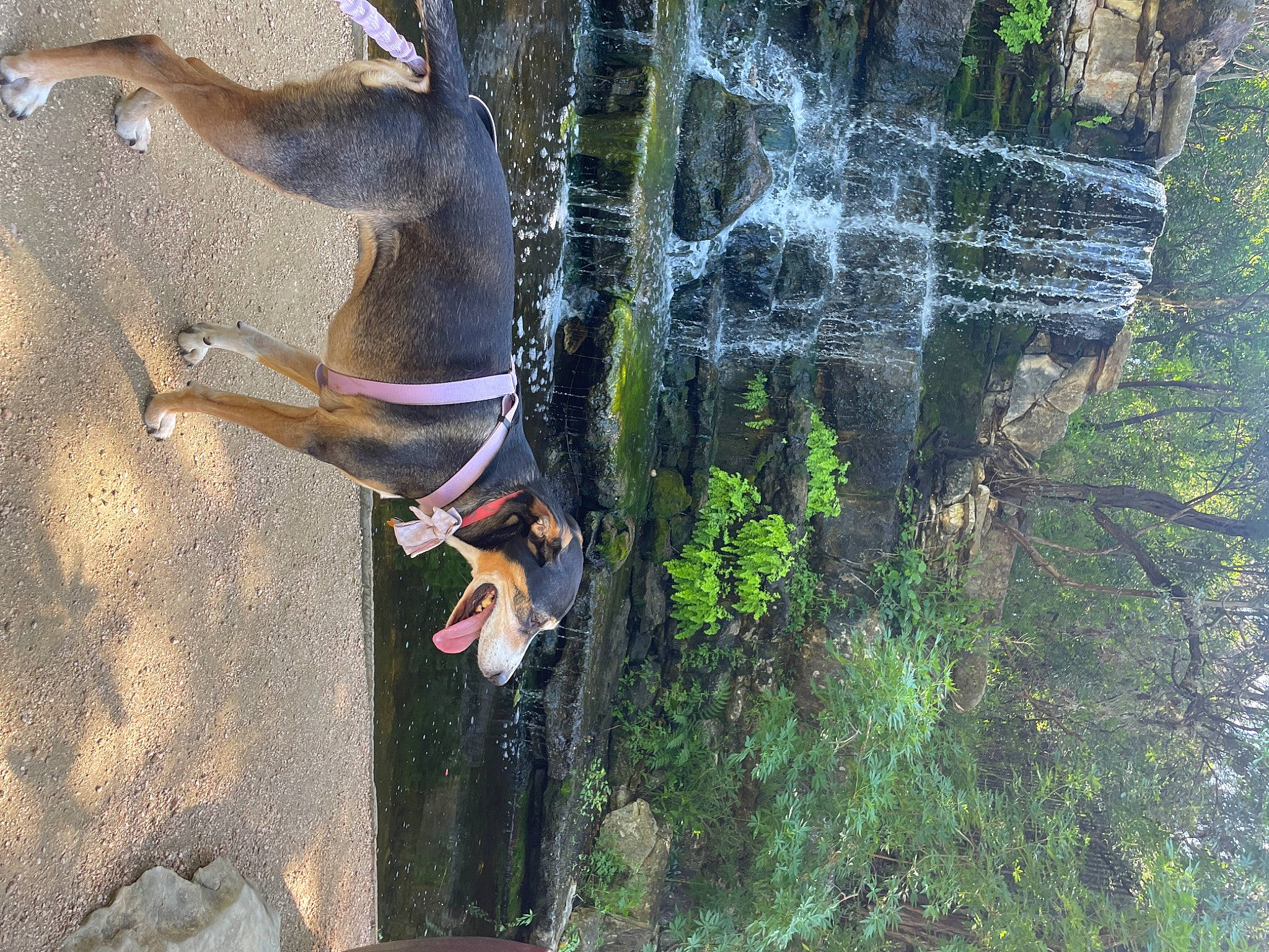 Dolly joined the competition — help win amazing prizes! branch, dress, formation, fun, grass, leaf, leisure, natural_environment, nature, organism, people_in_nature, plant, recreation, sport_climbing, tree, trunk, vegetation, water, wood, woody_plant