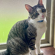 Merle is registered to the contest to win money with this photo: cat, tabby, white_paws, white_chest, green_eyes, windowsill, window, indoor, curious, pet, feline, whiskers, ears, tail, natural_light, wood, frosted_glass, domestic_cat, sitting, looking