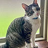 cat, tabby, white_paws, white_chest, green_eyes, windowsill, window, indoor, curious, pet, feline, whiskers, ears, tail, natural_light, wood, frosted_glass, domestic_cat, sitting, looking