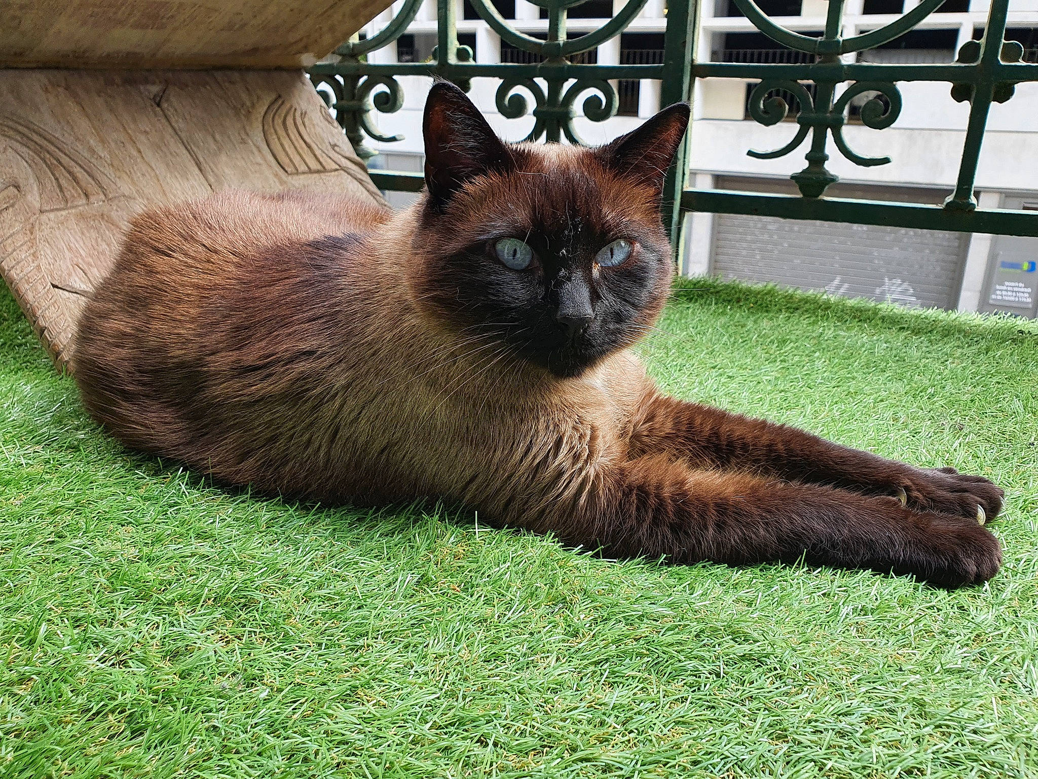 Jipsy a rejoint le concours — aidez-le/la à gagner de superbes lots ! balinese, carnivore, cat, dog_breed, domestic_short_haired_cat, fawn, felidae, fence, foot, fur, grass, plant, siamese, small_to_medium_sized_cats, snout, tail, terrestrial_animal, whiskers, wildlife