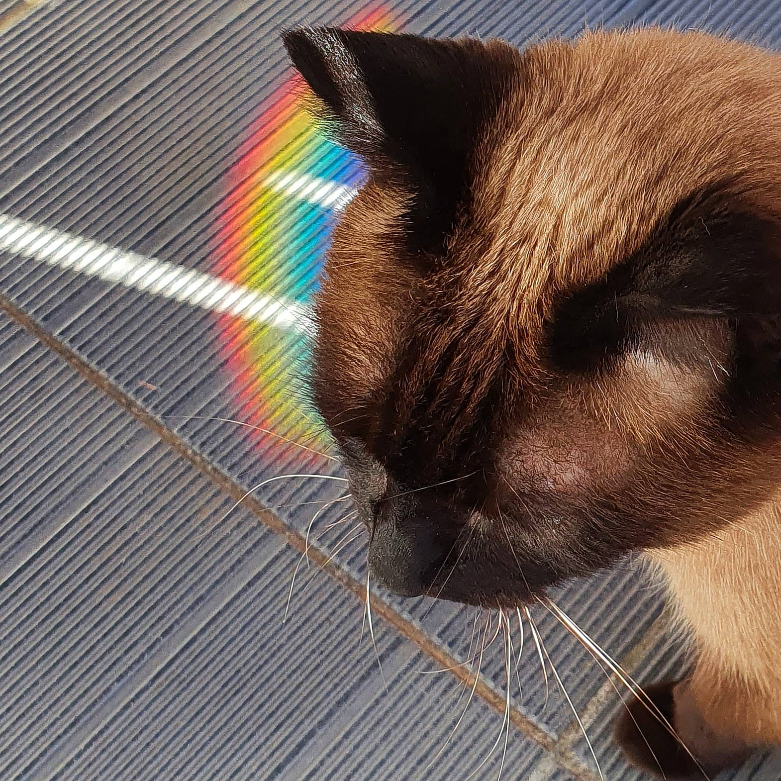 Jipsy participe au concours pour gagner de l'argent avec cette photo : carnivore, cat, comfort, domestic_short_haired_cat, electric_blue, fawn, felidae, flooring, fur, nap, pattern, paw, rainbow, siamese, sky, small_to_medium_sized_cats, snout, tail, thai, whiskers