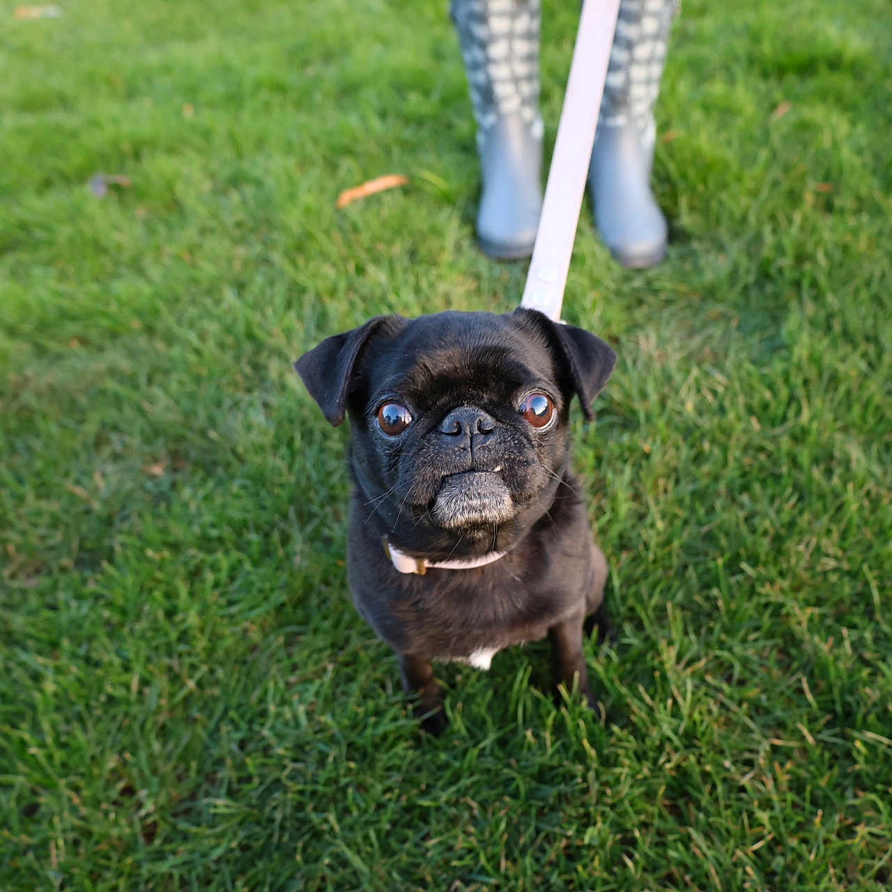 Kookie joined the competition — help win amazing prizes! animal, boxer, bulldog, canine, clothing, dog, field, footwear, frenchbulldog, grass, grassland, lawn, nature, outdoors, person, pet, plant, pug, puppy, shoe