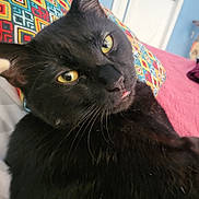 Baby Apollo is registered to the contest to win money with this photo: black_cat, cat, pet, animal, close_up, yellow_eyes, tongue_out, indoor, bed, pillow, colorful_pillow, patterned_pillow, pink_blanket, relaxed, feline, whiskers, cute, cozy, domestic_cat, portrait