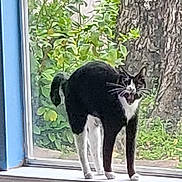 Poppie joined the competition — help win amazing prizes! cat, black_and_white, windowsill, window, arched_back, mouth_open, plant, tree_trunk, indoor, pet, feline, animal, alert, whiskers, tail, greenery, nature, house, domestic, fur