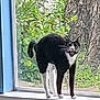 cat, black_and_white, windowsill, window, arched_back, mouth_open, plant, tree_trunk, indoor, pet, feline, animal, alert, whiskers, tail, greenery, nature, house, domestic, fur